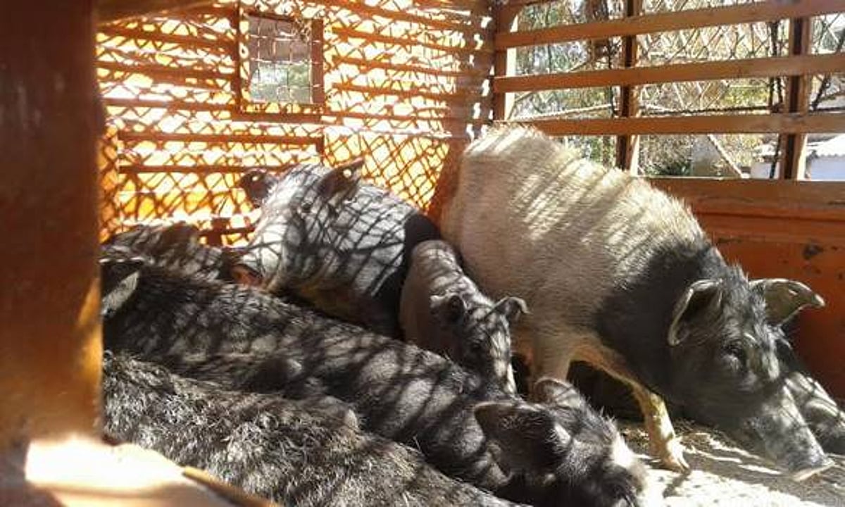 பழனியில் திரிந்த 118 பன்றிகள் பிடிப்பு